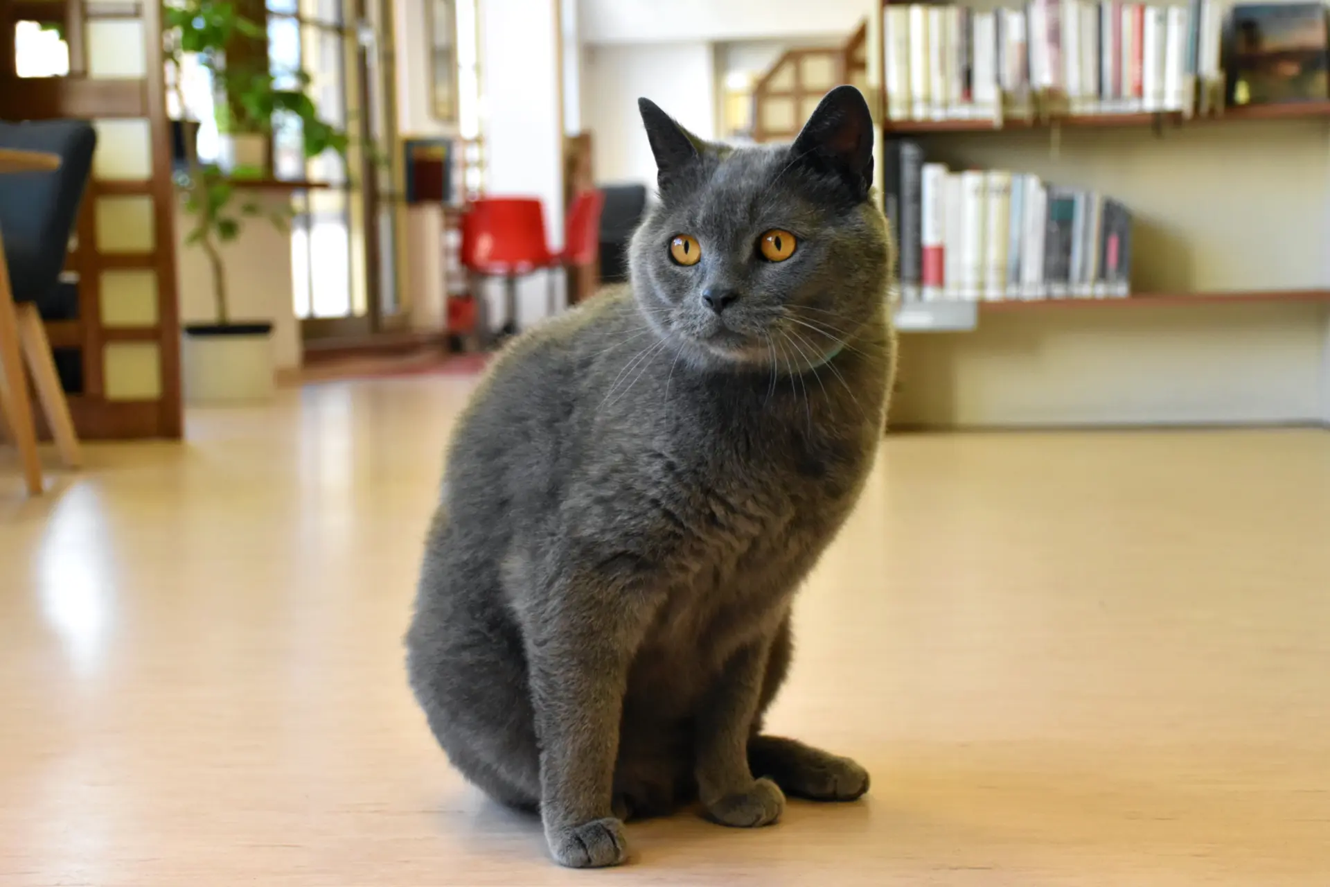 photo of tomcat Kryptonite